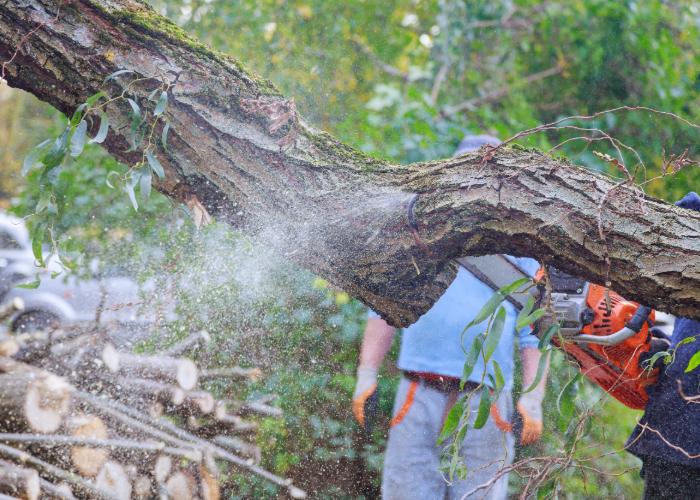 tree branch removal lexington