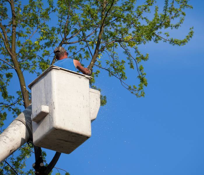 cost of tree removal services